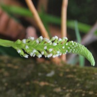 Goodyera procera (Ker Gawl.) Hook.